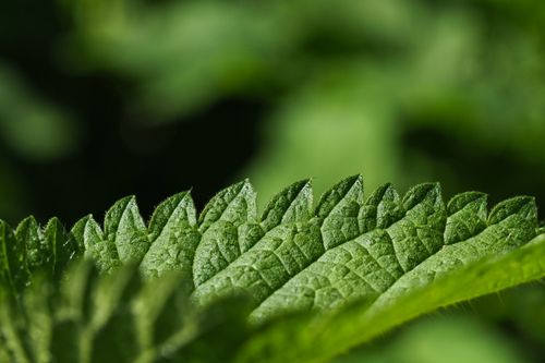 Free Detailed macro shot of a green stinging nettle leaf with morning dew, showcasing texture. Stock Photo