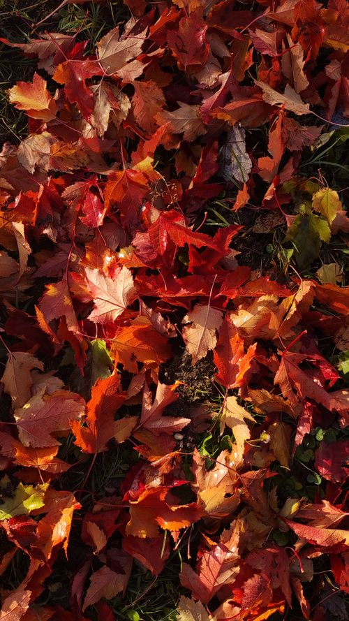 Free Colorful autumn leaves scattered on a grassy ground, showcasing fall beauty. Stock Photo