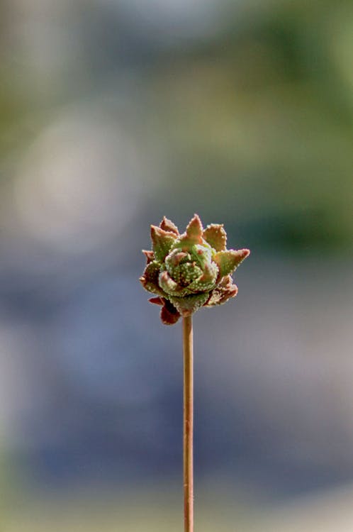 Green and Brown Flower Bud in Tilt Shift Lens