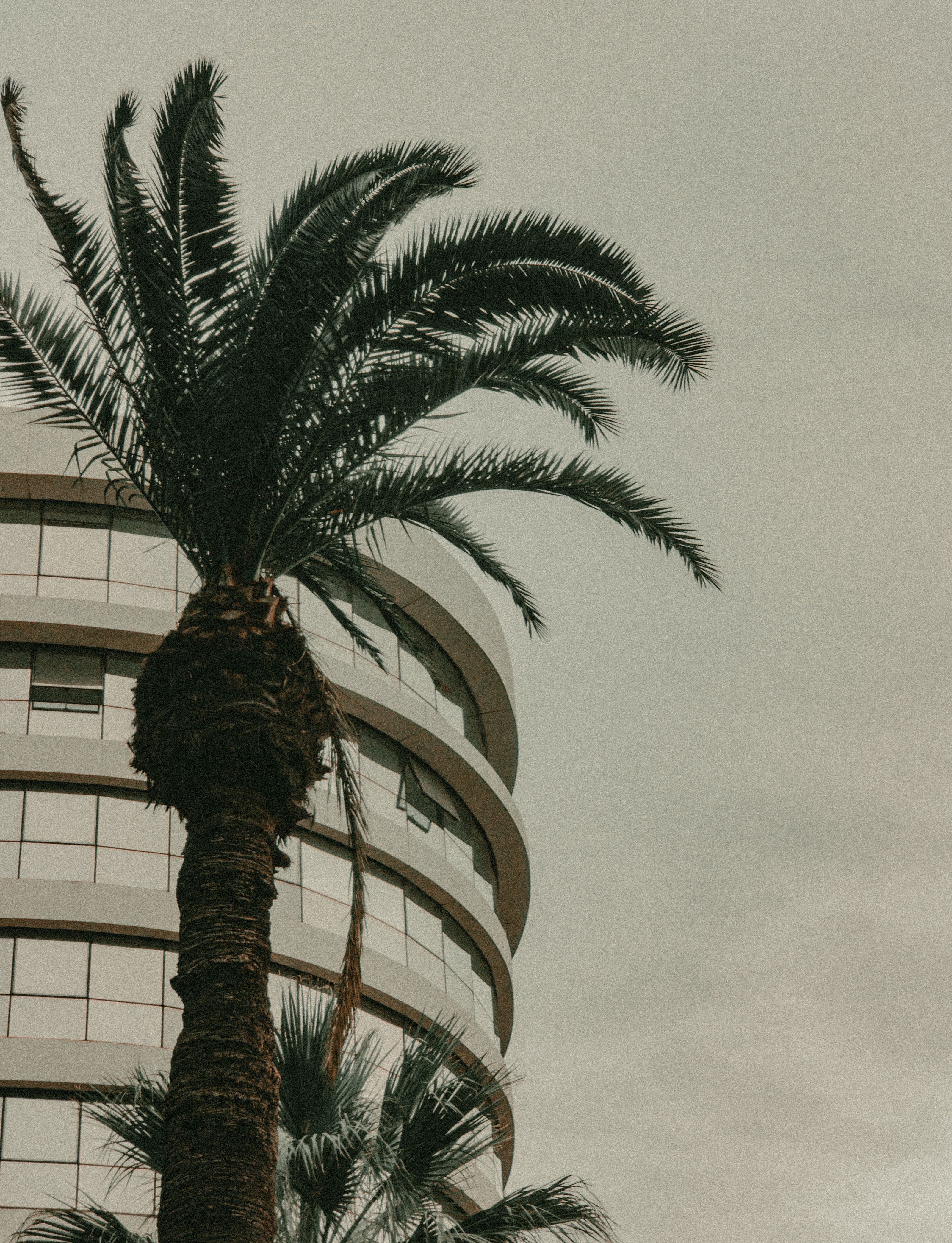 Modern Architecture with Palm Trees · Free Stock Photo