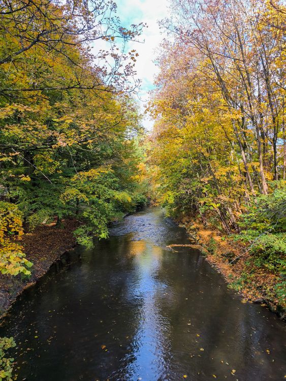 Bosque Con Rios Escena Serena Del Río En El Bosque Durante El Otoño. · Foto de stock ...