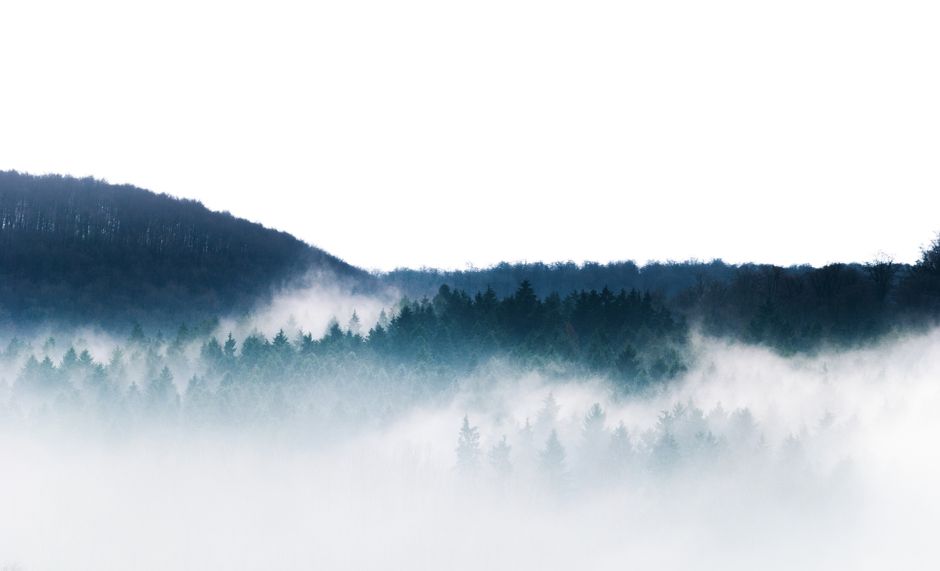 AI Analyzes Bioacoustic Signatures to Track Biodiversity and Ecosystem Health