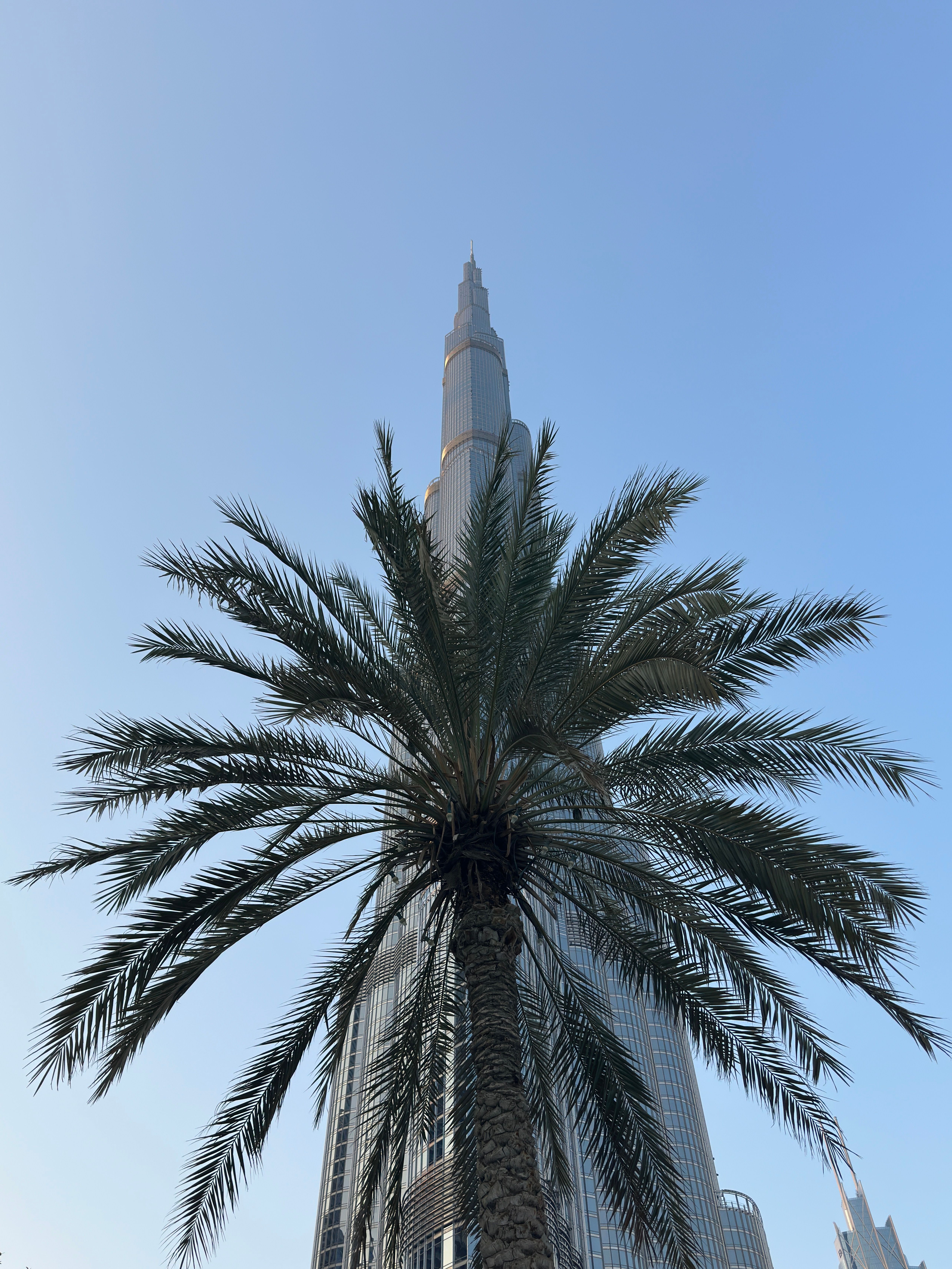 Palm Tree Silhouette Against Burj Khalifa · Free Stock Photo