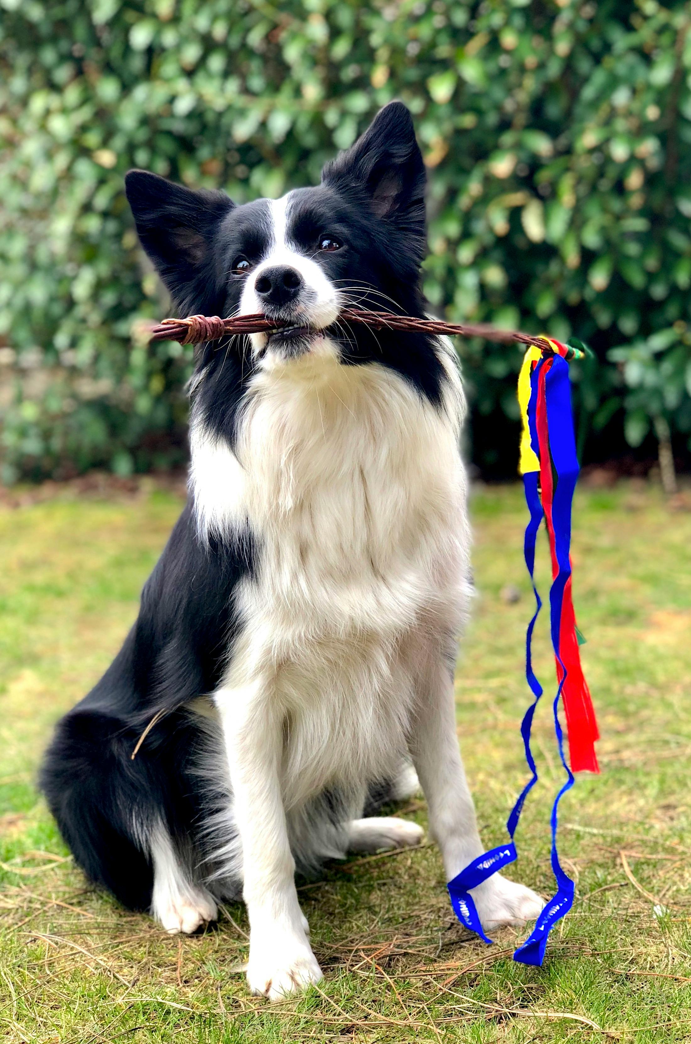 black and white border collie being trained