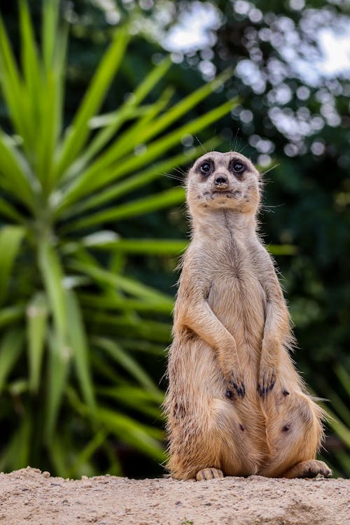 A Meerkat Standing On Sand