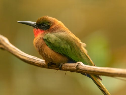 Close-Up Photo of Bird Perched On Stem