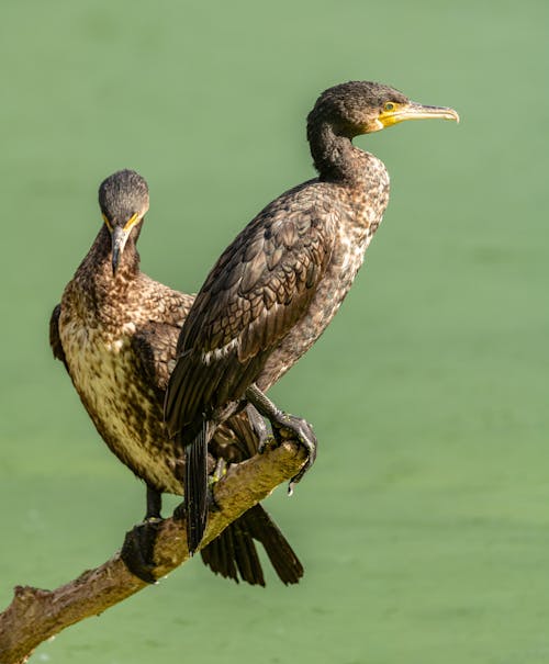 Gratis stockfoto met aalscholver, aalscholver met dubbele kuif, aviaire