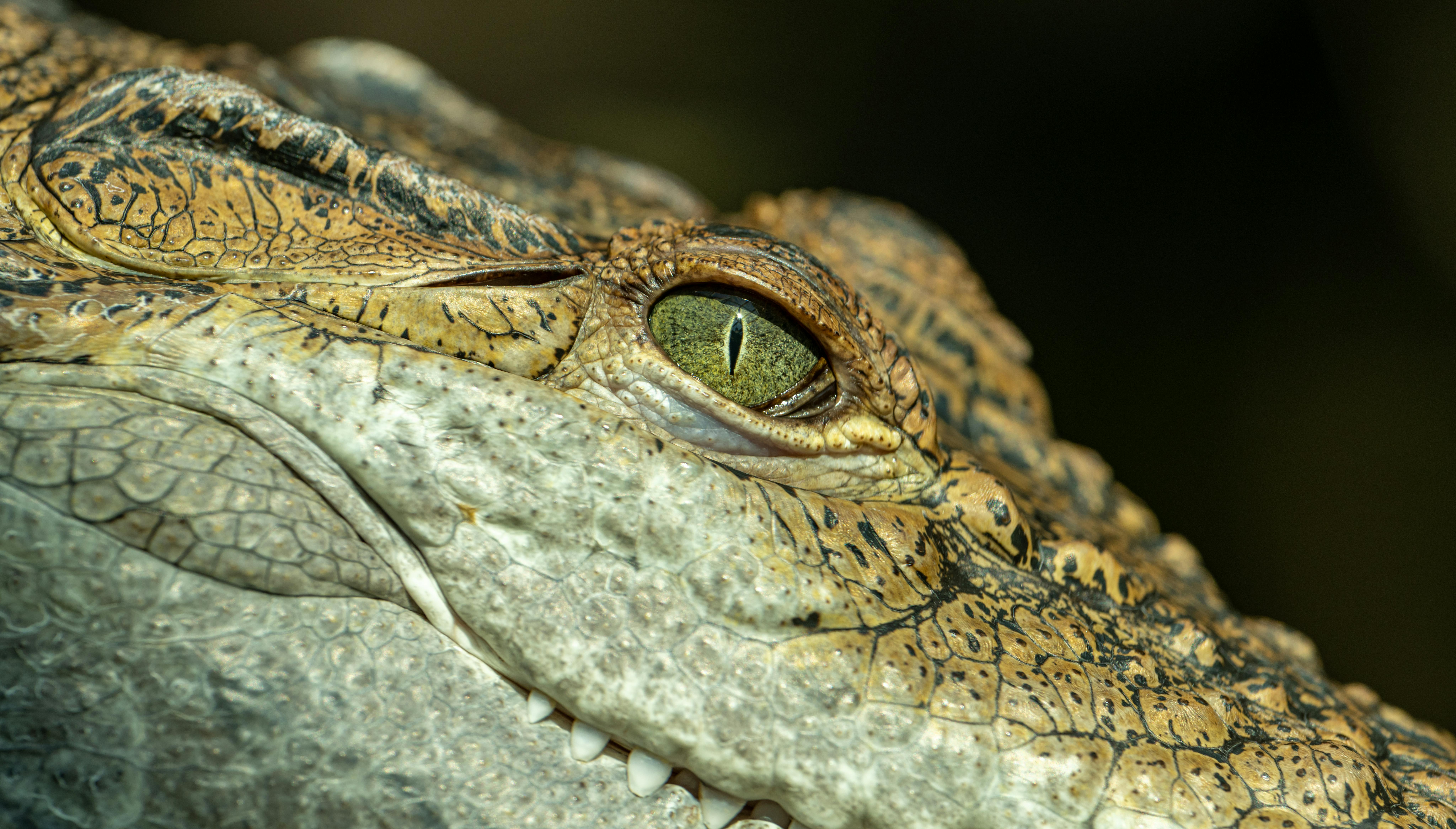 Unveiling the Myths: 7 Fascinating Facts About Alligator Alcatraz You Never Knew