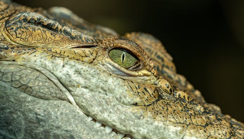 Gratis lagerfoto af alligator, baggrund, dyr