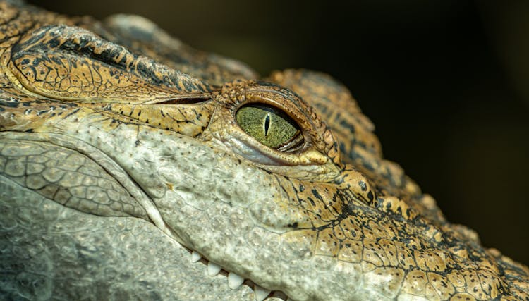 Close Up Of Alligator Head