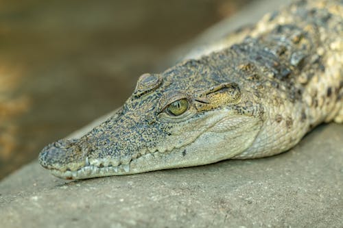 Kostnadsfri bild av djur, huvud, Krokodil