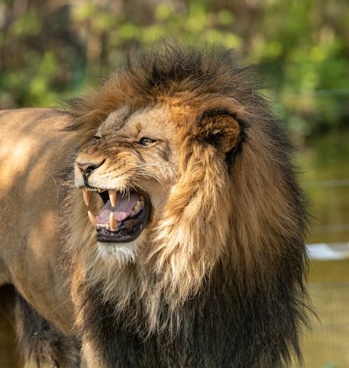 Free  An Angry Lion Stock Photo