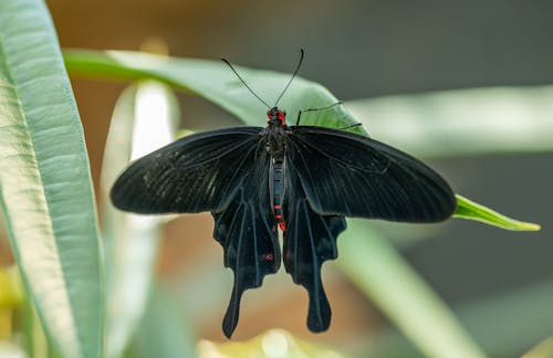 Foto stok gratis alam, binatang, Daun-daun