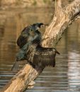 Cormorant Walking Up Tree Trunk by Lakeshore