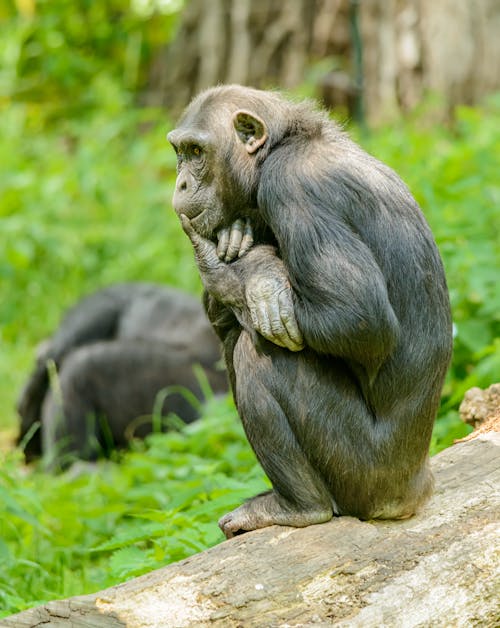 Free An Ape Sitting On Concrete Stock Photo