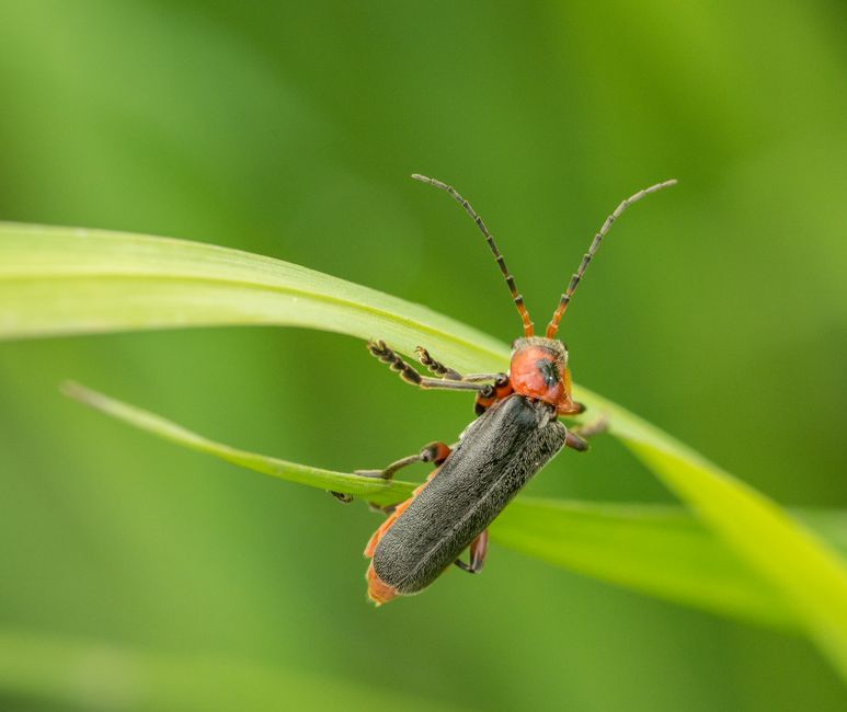 Observation des lucioles au Kuala Selangor Nature Park