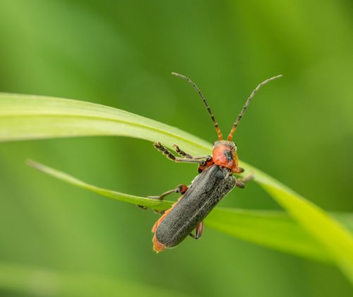 Free Close-up of a firefly perched on a green leaf, showcasing its intricate detail and natural habitat. Stock Photo