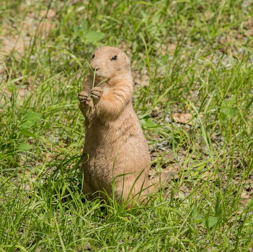 Brown Rodent on Green Grass