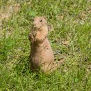 Brown Rodent on Green Grass