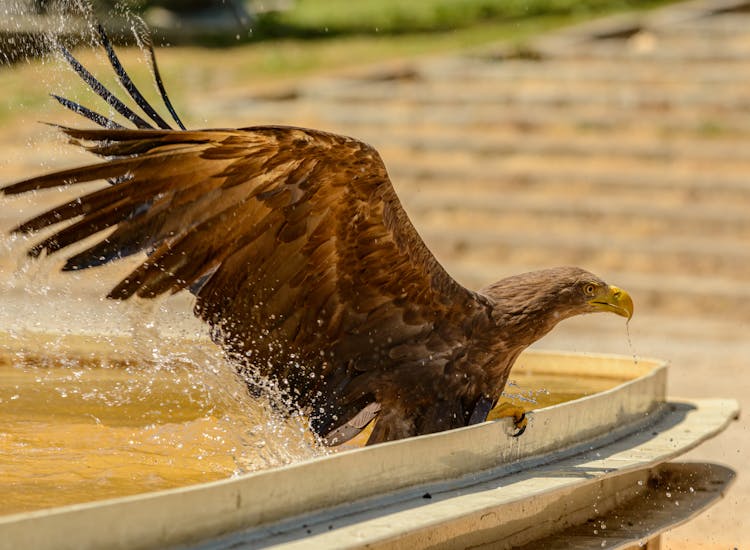 Golden Eagle Flying Over Water