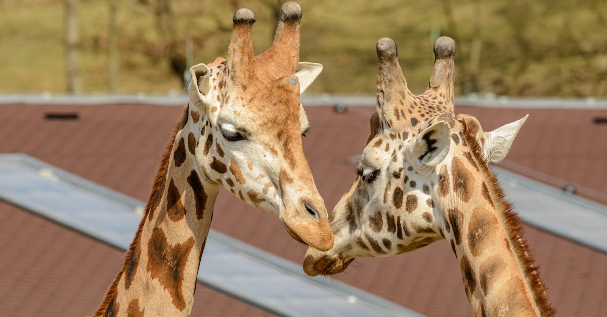 How long do giraffes sleep in the wild
