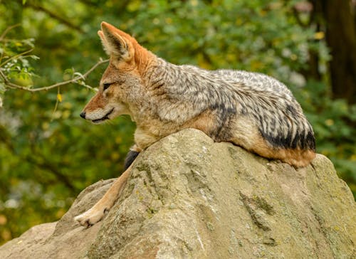 Close-Up Photo of Fox Laying On Rock