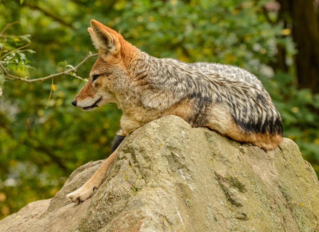 Close-Up Photo of Fox Laying On Rock · Free Stock Photo