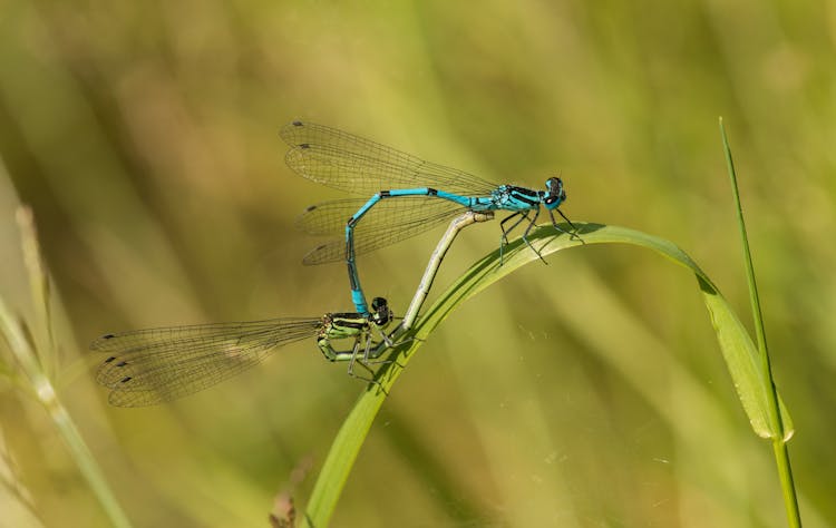 Dragonflies On Leaf