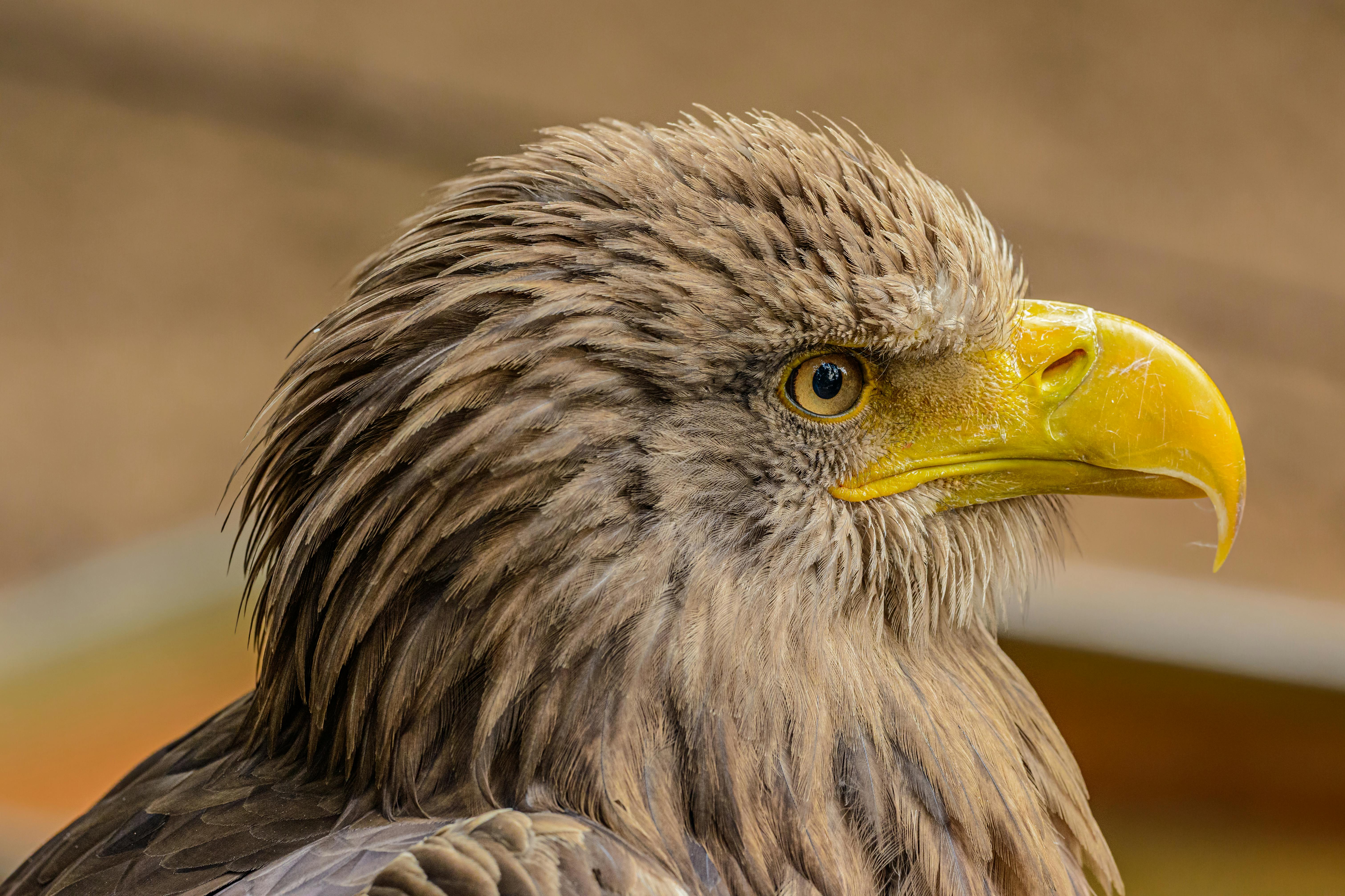 CloseUp Photo of Brown Eagle · Free Stock Photo