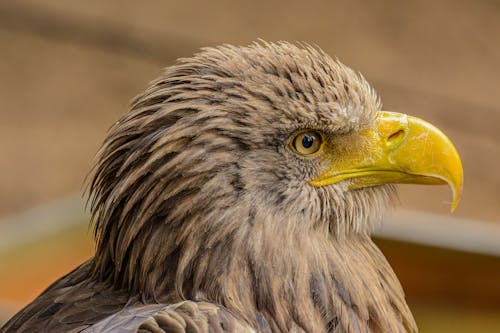 Close-Up Photo of Brown Eagle