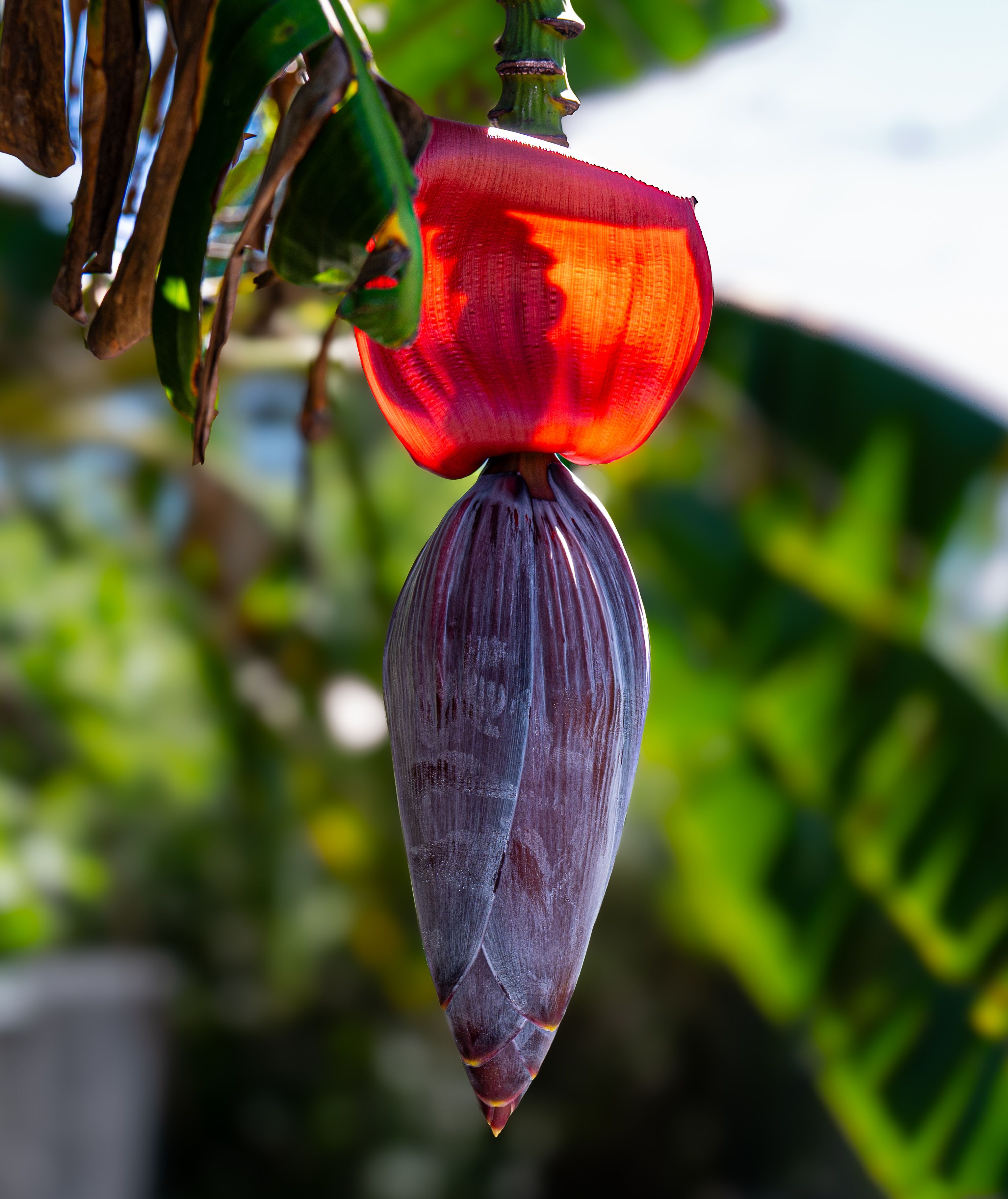 Close-up of Vibrant Banana Flower in Miami · Free Stock Photo