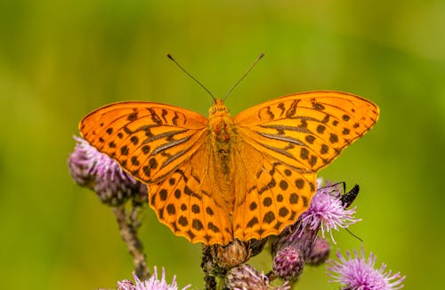 Close-Up Photo of Orange Butterfly 