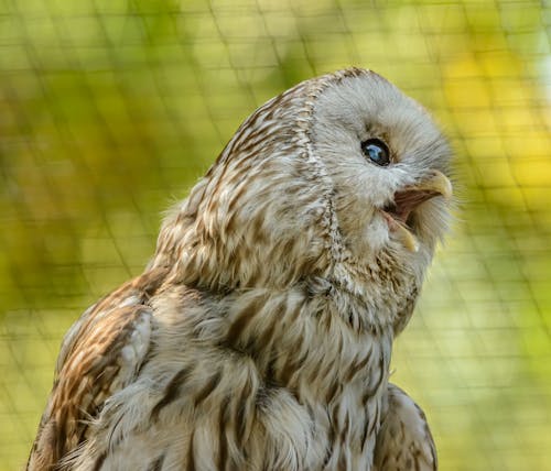 Close-Up Photo of Brown And White Owl