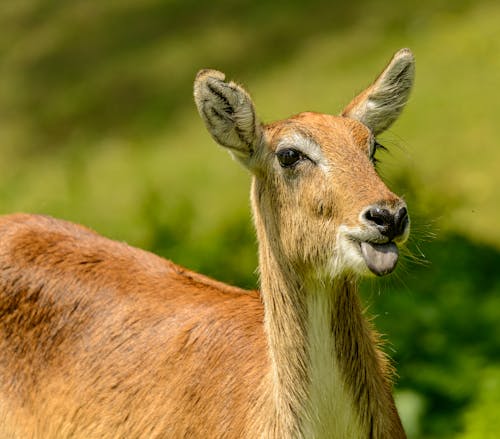 Close-Up Photo Of Brown Deer
