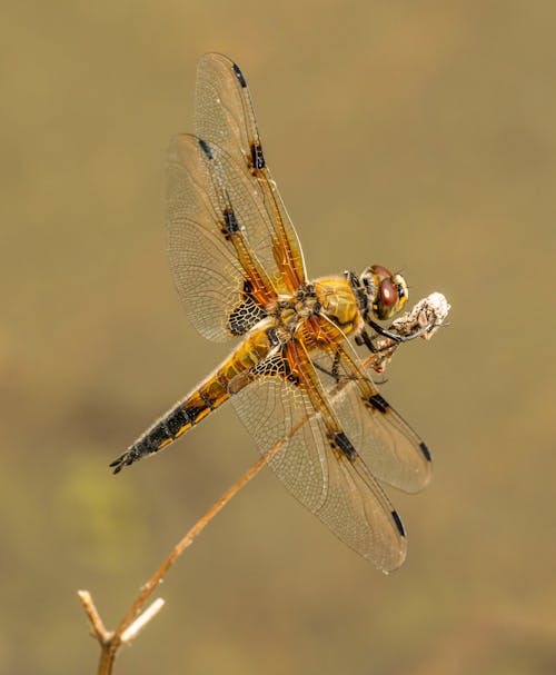 Безкоштовне стокове фото на тему «odonata, бабка, біологія»