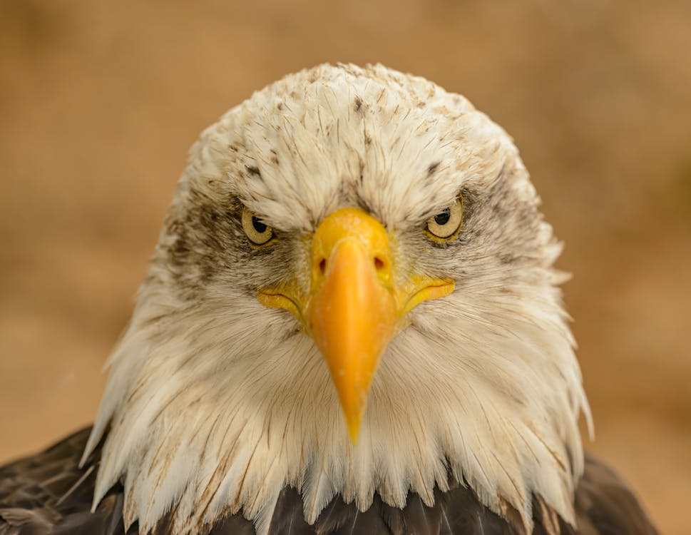 Бесплатное стоковое фото с Белоголовый орлан, взгляд, глаза