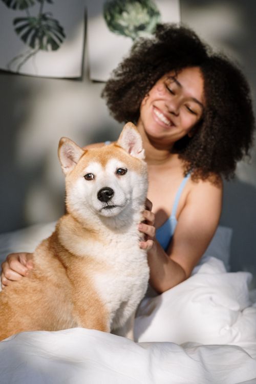 Free A cheerful woman with curly hair relaxing in bed with her Shiba Inu in a cozy bedroom setting. Stock Photo