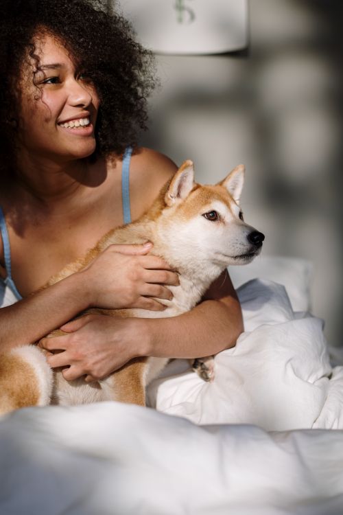 Free A cheerful woman enjoying a sunny morning in bed with her Shiba Inu dog. Stock Photo