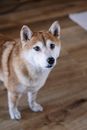 一只迷人的柴犬站在室内木地板上，聚精会神地看着前方