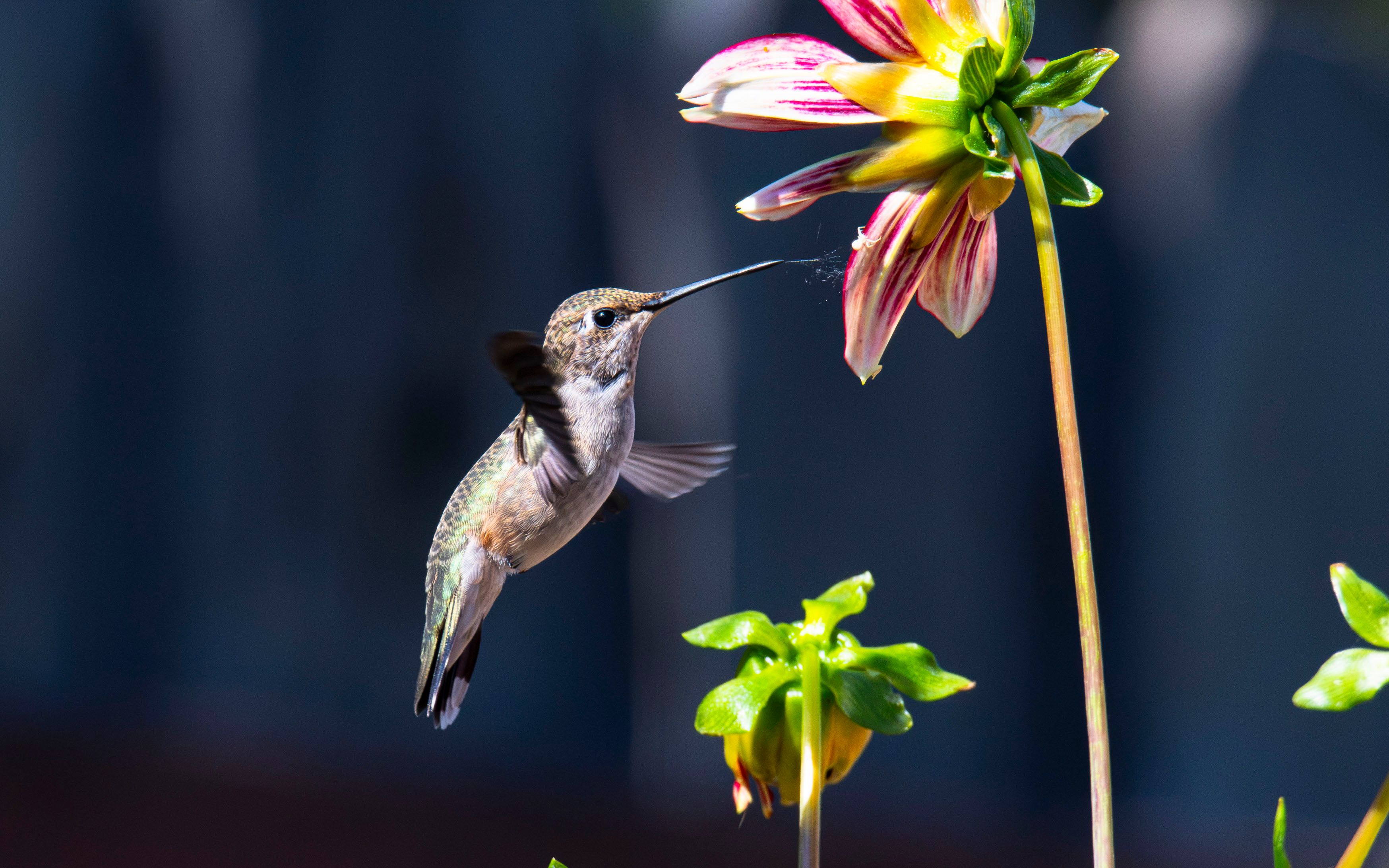 Hummingbird Feeding on Vibrant Dahlia Flower · Free Stock Photo