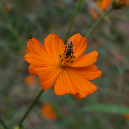 Free stock photo of flowers, nature