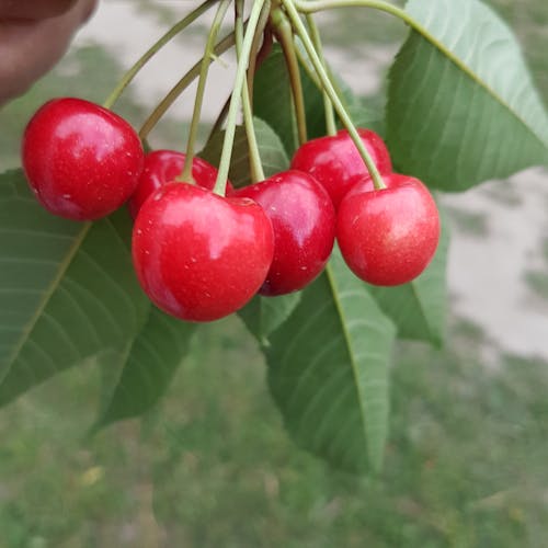 Free stock photo of cherries