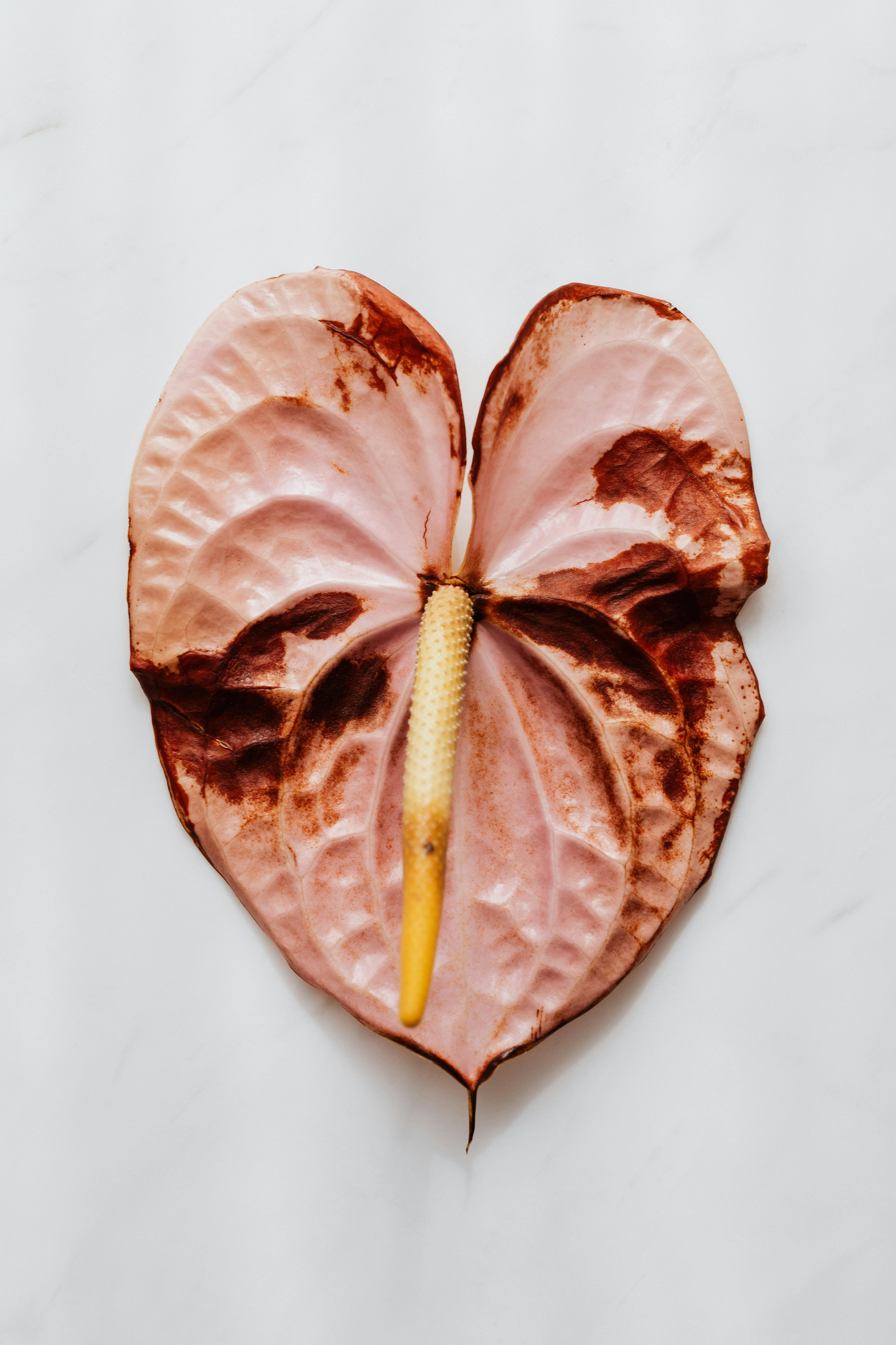 Dry Anthurium Flower · Free Stock Photo