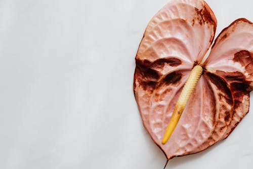 Dry Anthurium Flower on White Surface