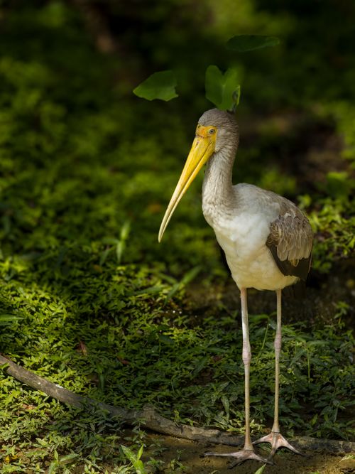 Free A Yellow-billed stork standing elegantly in a verdant field, showcasing its pristine feathers. Stock Photo