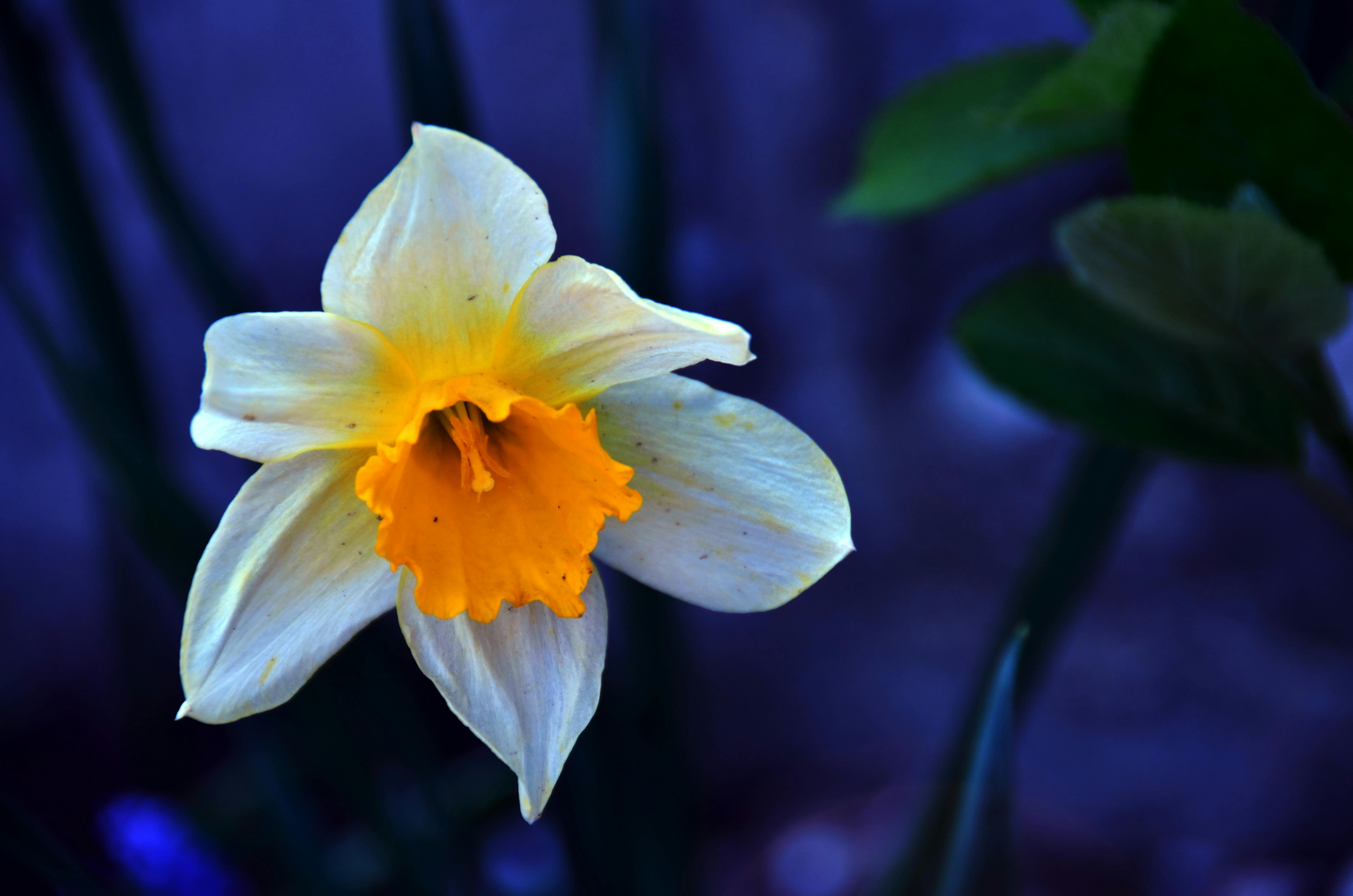 Gehirn mit leuchtenden Verbindungen, die Neurotransmitter symbolisieren