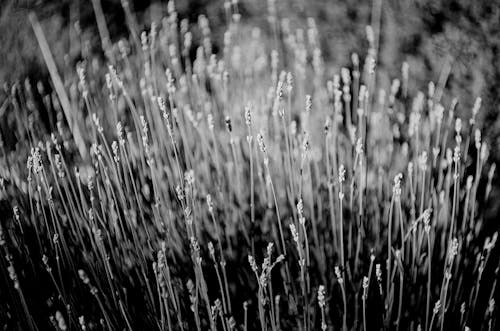 Gratis lagerfoto af bane, blomster, blomstrende