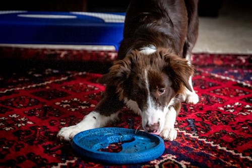 Black and White Border Collie Lying on Red and White Floral Area Rug