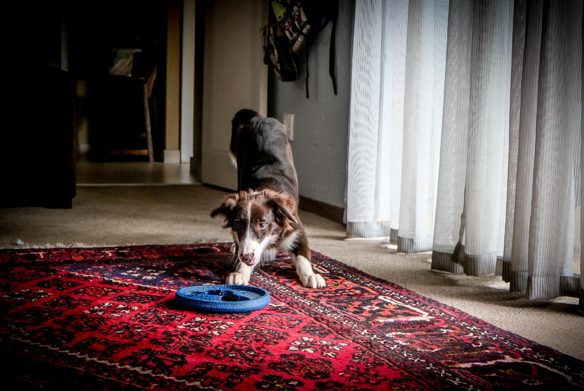 Black and Brown Short Coated Dog Lying on Red Area Rug