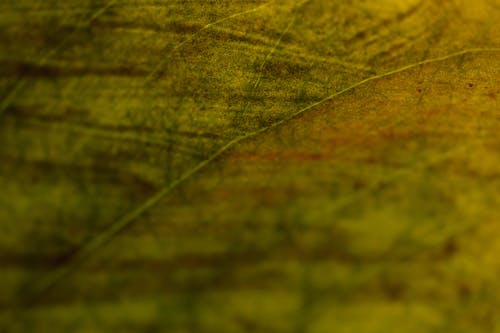 Close-up View Of Veins Of A Leaf